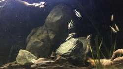 Besatz im Aquarium DARK ROOTS (aufgelöst)
