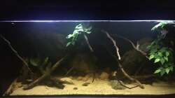 Aquarium DARK ROOTS (aufgelöst)
