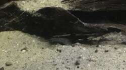 Wo is die Bratpfanne??