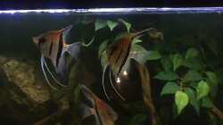 Besatz im Aquarium DARK ROOTS (aufgelöst)