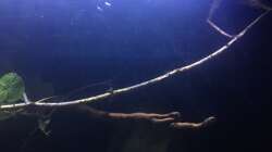 Dekoration im Aquarium DARK ROOTS (aufgelöst)