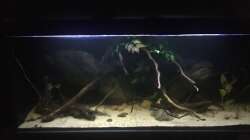Aquarium DARK ROOTS (aufgelöst)