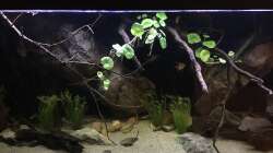 Aquarium DARK ROOTS (aufgelöst)