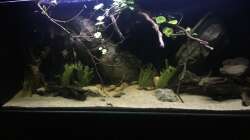 Aquarium DARK ROOTS (aufgelöst)