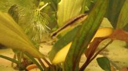 Ohrgitterharnischwels