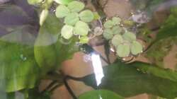 Pflanzen im Aquarium Schwemmland