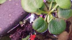 Pflanzen im Aquarium Schwemmland