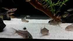 Besatz im Aquarium Kleine Fische nur noch als Beispiel