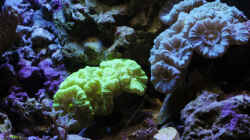 Besatz im Aquarium WG-Riff