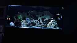 Aquarium Malawi Deep
