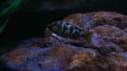Nimbochromis venustus (bereits ausgezogen)