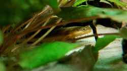 Polypterus palmas buettikoferi