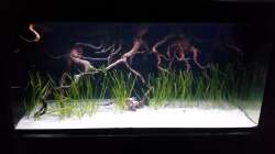 Aquarium Incpiria  400 Diskus