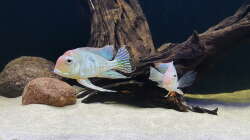 Besatz im Aquarium AquaRio