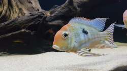 Besatz im Aquarium AquaRio