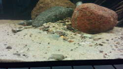 Dekoration im Aquarium AquaRio