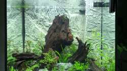 Aquarium nach Einrichtung 