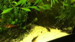 Corys 