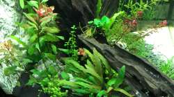 Pflanzen im Aquarium Tobi's Südamerika Becken