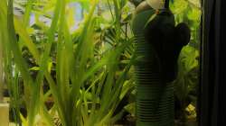 Aquarium kleines grün  (Becken wird aufgelöst)