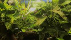 Rote Neons/ Flossensaugwels