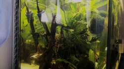 Aquarium kleines grün  (Becken wird aufgelöst)