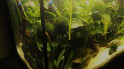 Aquarium kleines grün  (Becken wird aufgelöst)