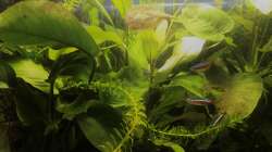 Aquarium kleines grün  (Becken wird aufgelöst)