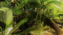 Aquarium kleines grün  (Becken wird aufgelöst)