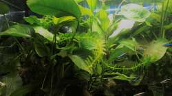 Aquarium kleines grün  (Becken wird aufgelöst)