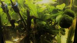 Aquarium kleines grün  (Becken wird aufgelöst)