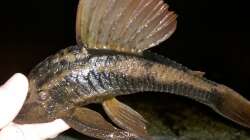 Cochliodon basilisko