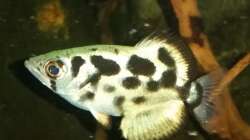 Toxotes blythii (Exemplar aus der Anlage, jedoch nicht aus diesem Becken)