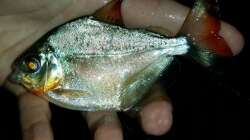 Metynnis altidorsalis Männchen