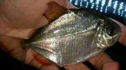 Metynnis altidorsalis Weibchen