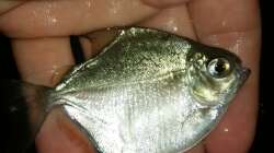 Metynnis juvenil (altidorsalis oder hypsauchen)