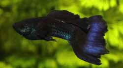 Poecilia reticulata dark blue Moscow