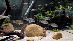 Besatz im Aquarium Ein Gringo in Südamerika