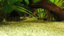 L333 vor seiner Höhle