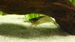 fleißige Amano-Garnele (2017)