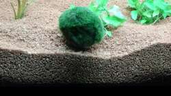 Cladophora aegagropila ´unser Antonius´