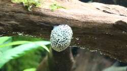 Napfschnecke mit Eiern auf dem Schneckenhaus (1 von 10)