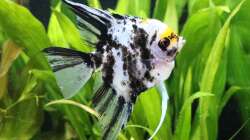 Skalar unser ´Da Vinci´