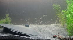 ca 300 Electric Blue Rams