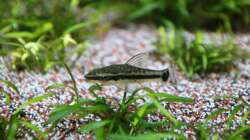 Otocinclus vittatus (Ohrgitterharnischwels)
