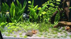 Umgestaltung des Beckens Januar 2018 links