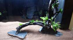 13.) Wurzel 2 mit Schieferplatte