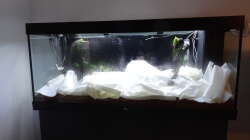 17.) Pflanzen eingesetzt und abgedeckt