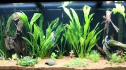 28. Neue Pflanzen und einige Umgestaltungen