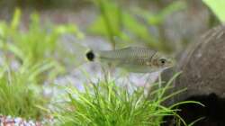 Crossocheilus reticulatus ??? Pinselalgenfresser